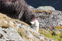 Herdwick Sheep Oil Painting, Lakeland Herdy Artworks, Mixed-Media Herdy Art, Herdy Art, Herdy, Herdwick Drawings, Herdwick Wall Art, Herdwick Artwork, Herdwick Sheep Prints, Herdwick Sheep Acrylic Paintings, Herdy Sheep Artist, Herdwick Sheep Art, Herdwick Sheep Oil Painting, Herdies, Herdy Sketch, Herdwick Sheep Sketch, Herdwick Sheep Art Studio, Lakeland Sheep, Herdy Sketches, Herdy Wall Art, Herdy Ewe, Herdwick Sheep Oil Pastels, Herdwick, Herdwick Sheep, Westward, Oxen Park, Grike, Greendale, Hawkshead, Ard Crags, Little Langdale, Helm Crag, Armboth Fell, Windermere, Garrigill, Patterdale,