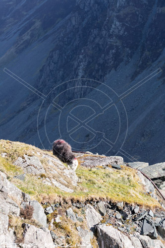 Watendlath Farm Herdwick