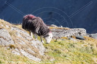 Herdwick Sheep Oil Painting, Herdwick Sheep Prints, Herdwick Sheep Acrylic Paintings, Herdy Wall Art, Lakeland Sheep, Herdwick, Herdy Sketches, Herdwick Wall Art, Herdwick Artwork, Herdy Ewe, Lakeland Herdy Artworks, Herdwick Sheep Sketch, Herdies, Herdy Sheep Artist, Herdwick Sheep, Herdwick, Herdwick Sheep Art, Herdwick Sheep Oil Pastels, Herdwick Sheep Art Studio, Herdwick Drawings, Herdwick Sheep Oil Painting, Herdy, Mixed-Media Herdy Art, Herdy Art, Cartmel, Chapel Stile, Little Hart Crag, High Newton, Newlands (Keswick), Killington, High Spy, High Bankhill, Burton-in-Kendal, Caudale Moor