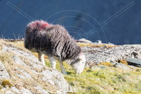 Mixed-Media Herdy Art, Herdwick Wall Art, Herdy Sheep Artist, Herdwick, Herdy Sketch, Herdwick Sheep Oil Painting, Herdwick Sheep Prints, Herdwick Artwork, Herdwick Sheep Acrylic Paintings, Lakeland Sheep, Lakeland Herdy Artworks, Herdies, Herdwick Sheep Art, Herdwick Sheep Oil Painting, Herdy Wall Art, Herdy, Herdy Ewe, Herdwick Sheep Sketch, Herdwick Sheep Art Studio, Herdwick Sheep, Herdwick, Herdwick Sheep Oil Pastels, Herdy Sketches, Herdwick Drawings, Cockermouth, Hethersgill, Hilton, Grisedale Pike, Ainstable, Steel Knotts, Lingmell, Sebergham, Sandwith, High Hartsop Dodd, Hen Comb, Cum