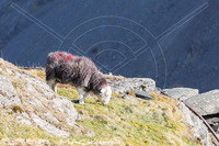 Herdy Ewe, Herdwick Wall Art, Herdwick, Herdwick Sheep Oil Painting, Herdwick Sheep Oil Painting, Herdy Sketches, Herdy, Herdwick Sheep, Herdwick Sheep Acrylic Paintings, Mixed-Media Herdy Art, Herdy Sketch, Herdwick Artwork, Herdwick Sheep Sketch, Lakeland Herdy Artworks, Herdwick, Herdy Art, Lakeland Sheep, Herdies, Herdy Sheep Artist, Herdwick Sheep Art Studio, Herdwick Sheep Art, Herdy Wall Art, Herdwick Sheep Oil Pastels, Herdwick Drawings, High Street, Seat Sandal, Bampton, Buckbarrow, Lamplugh, Carrock Fell, Long Marton, Lank Rigg, Knott Rigg, Ullock Pike, Great Musgrave, Watch Hill, Se