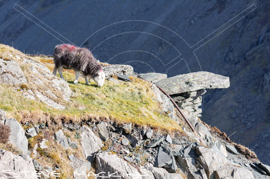 Newton Arlosh Field Herdwick Ewe