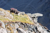 Herdwick Wall Art, Herdy Wall Art, Herdy Ewe, Herdwick Sheep Art, Herdy, Herdy Art, Mixed-Media Herdy Art, Herdy Sketch, Herdwick Sheep Art Studio, Herdwick Sheep Acrylic Paintings, Herdwick Sheep Prints, Herdwick Sheep Sketch, Lakeland Sheep, Herdy Sketches, Herdwick Artwork, Herdwick Sheep Oil Painting, Herdwick Drawings, Herdwick Sheep, Herdwick, Herdy Sheep Artist, Lakeland Herdy Artworks, Herdwick Sheep Oil Painting, Herdwick Sheep Oil Pastels, Herdwick, Lupton, Selside, Broughton Moor, Scoat Fell, Holme St. Cuthbert, Caldbeck, Whiteless Pike, Burton-in-Kendal, Bolton, Routenbeck, Red Pik