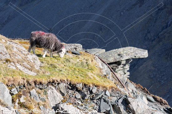 Grange (Keswick) Farm Herdwick - Lake District Sheep Photo - Art Prints Grange (Keswick) Farm Herdwick