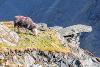 Herdwick, Herdwick Sheep Prints, Herdwick Wall Art, Herdy, Herdy Sheep Artist, Herdwick Sheep Oil Painting, Herdy Ewe, Lakeland Herdy Artworks, Herdies, Herdwick Sheep Art, Herdy Wall Art, Herdy Art, Mixed-Media Herdy Art, Herdwick Sheep Oil Painting, Herdwick Drawings, Herdwick Sheep, Herdwick Artwork, Herdwick, Herdwick Sheep Oil Pastels, Herdy Sketches, Herdwick Sheep Art Studio, Herdwick Sheep Sketch, Herdwick Sheep Acrylic Paintings, Lakeland Sheep, Aglionby, Arnison Crag, Great Crag, Sale Fell, Hayton (Aspatria), Glassonby, Meal Bank, Waterhead, Glenridding Dodd, Great Dodd, Bigrigg, Hay