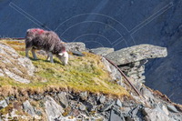 Herdwick Sheep Acrylic Paintings, Herdwick, Herdwick, Herdy Sketches, Mixed-Media Herdy Art, Herdy Sketch, Herdwick Sheep Oil Painting, Herdwick Drawings, Herdy Art, Herdwick Sheep, Herdies, Herdy Ewe, Lakeland Herdy Artworks, Lakeland Sheep, Herdy, Herdwick Sheep Art Studio, Herdwick Wall Art, Herdwick Sheep Oil Painting, Herdwick Sheep Oil Pastels, Herdwick Sheep Art, Herdwick Artwork, Herdy Sheep Artist, Herdy Wall Art, Herdwick Sheep Prints, Ackenthwaite, Whicham, Fairfield, St. Bees, Low Fell, Hartsop above How, Selside Pike, Waberthwaite, Bowfell, Bootle, Dearham, Kidsty Pike, Lamplugh, 