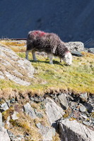 Herdies, Herdy Sheep Artist, Herdwick Sheep Oil Painting, Herdwick Sheep Acrylic Paintings, Herdwick Sheep Oil Pastels, Herdwick Sheep Art, Herdy, Herdy Art, Herdwick Drawings, Mixed-Media Herdy Art, Herdwick Sheep Oil Painting, Herdy Wall Art, Herdwick, Lakeland Herdy Artworks, Herdy Sketch, Herdy Sketches, Herdwick Sheep Prints, Herdy Ewe, Herdwick Sheep Art Studio, Herdwick Artwork, Herdwick Sheep, Herdwick, Herdwick Sheep Sketch, Herdwick Wall Art, Whinlatter, Ravenglass, Dockray, High Hesket, Coniston Old Man, Hawkshead, Dalton-in-Furness, Little Asby, Grange (Keswick), Esk Pike, Bardsea,