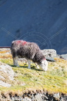 Herdy Wall Art, Herdwick Drawings, Herdwick Sheep, Herdy Art, Herdwick Sheep Oil Painting, Lakeland Herdy Artworks, Herdwick Wall Art, Herdwick Sheep Art, Herdy Sketch, Herdwick Sheep Acrylic Paintings, Herdy Sheep Artist, Herdy Ewe, Herdwick Sheep Oil Painting, Herdwick, Herdies, Lakeland Sheep, Herdwick, Herdwick Artwork, Herdwick Sheep Art Studio, Mixed-Media Herdy Art, Herdwick Sheep Oil Pastels, Herdwick Sheep Sketch, Herdwick Sheep Prints, Herdy Sketches, Ullock Pike, Clappersgate, Bowfell, Seatoller, Whinlatter, Blake Fell, Colthouse, Grayrigg, Hoff, Saint Sunday Crag, Morland, Shipman 