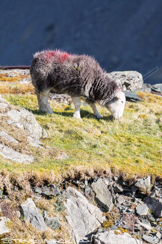 Calthwaite Field Herdwick Ewe