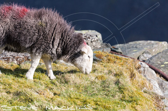 Kidsty Pike Farm Herdwick