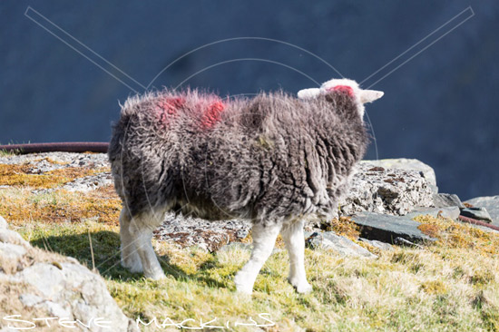 Tarn Crag (Far Eastern Fells) Field Herdwick