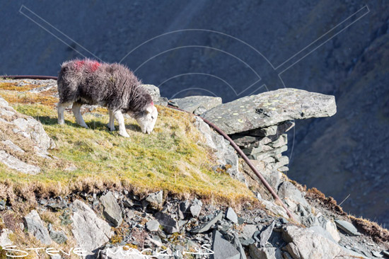 Hensingham Farm Herdwick Sheep