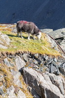 Herdy Ewe, Herdy, Herdwick Sheep Acrylic Paintings, Herdwick Drawings, Mixed-Media Herdy Art, Herdwick Sheep Oil Painting, Herdy Sketches, Lakeland Herdy Artworks, Herdy Sheep Artist, Herdwick Sheep Oil Pastels, Herdwick, Herdwick Sheep Art Studio, Herdwick Wall Art, Herdwick Sheep, Herdwick Sheep Prints, Herdwick Sheep Oil Painting, Lakeland Sheep, Herdies, Herdwick, Herdwick Sheep Art, Herdy Art, Herdy Wall Art, Herdwick Sheep Sketch, Herdwick Artwork, Ormathwaite, Hartsop above How, Seaton, Knock, Robinson, Kirkcambeck, Tallentire, Newlands (Keswick), Endmoor, Urswick Great and Little, Caud