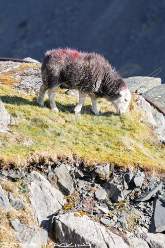 Hayton (Aspatria) Farm Herdwick - Lake District Sheep Photo - Art Prints Hayton (Aspatria) Farm Herdwick