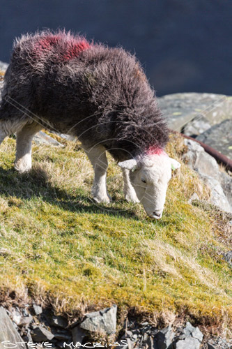 Lakeside Farm Herdwick Ewe