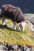 Herdwick Drawings, Herdwick Sheep Oil Pastels, Herdy Sketches, Herdwick, Herdy Art, Herdwick Sheep Sketch, Herdy Ewe, Herdwick Sheep Prints, Herdy, Herdy Sketch, Herdwick, Herdwick Sheep Art Studio, Mixed-Media Herdy Art, Herdwick Sheep Oil Painting, Herdwick Sheep, Herdy Sheep Artist, Herdwick Sheep Art, Lakeland Herdy Artworks, Herdwick Artwork, Herdies, Herdwick Wall Art, Herdwick Sheep Oil Painting, Herdy Wall Art, Herdwick Sheep Acrylic Paintings, Hethersgill, Knock, Banks, Fairfield, Kirk Fell, Maryport, Hilton, Newlands (Keswick), Levens, Great Carrs, Skiddaw Little Man, Mardale Ill Bel