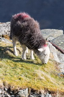 Herdwick Sheep Oil Painting, Lakeland Sheep, Herdwick Artwork, Herdwick Sheep, Herdy Sketch, Herdwick Drawings, Herdy Sketches, Herdwick Sheep Prints, Herdwick Sheep Art Studio, Herdwick, Herdwick Sheep Oil Pastels, Herdwick Sheep Oil Painting, Herdy Ewe, Herdwick Sheep Art, Herdwick Sheep Acrylic Paintings, Herdwick, Herdwick Wall Art, Herdwick Sheep Sketch, Herdy Sheep Artist, Herdy Art, Herdies, Herdy, Mixed-Media Herdy Art, Lakeland Herdy Artworks, Ulpha, Caldbeck, Black Fell, Welton, Gilcrux, Whicham, Brigsteer, Dacre, Scar Crags, Raise, Lindal in Furness, Kentmere Pike,  Lake District.