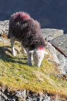 Herdwick Sheep Oil Painting, Herdy Sketches, Herdwick Sheep Art, Herdwick Sheep Oil Pastels, Herdwick Wall Art, Herdwick Sheep Art Studio, Herdwick Sheep Sketch, Herdy Art, Herdies, Herdy Sheep Artist, Herdwick Sheep Prints, Herdy Sketch, Herdwick Sheep Acrylic Paintings, Herdy, Herdwick, Mixed-Media Herdy Art, Herdwick, Herdwick Sheep Oil Painting, Herdy Wall Art, Herdy Ewe, Herdwick Sheep, Herdwick Artwork, Lakeland Herdy Artworks, Herdwick Drawings, High Street, Bonscale Pike, Black Combe, Gavel Fell, Great Salkeld, Nether Wasdale, Wether Hill, Stainton With Adgarley, Crinkle Crags, Meal Fe