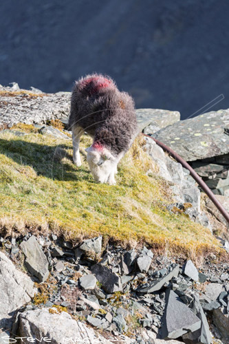 Brisco Field Herdwick