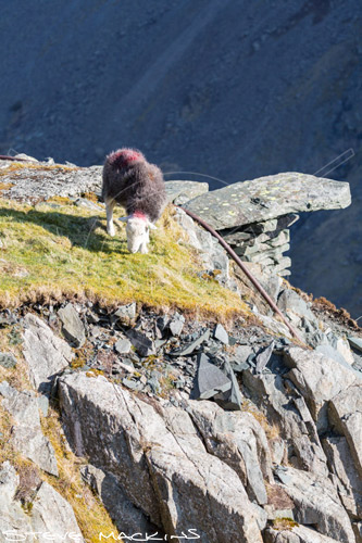 Cleator Moor Field Herdwick Sheep