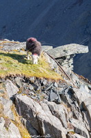 Herdy Sketch, Herdwick Sheep Sketch, Herdwick Drawings, Herdy Wall Art, Herdy Sheep Artist, Herdy Ewe, Herdwick, Herdwick Sheep Oil Pastels, Herdwick Artwork, Mixed-Media Herdy Art, Herdwick Sheep, Herdwick Sheep Prints, Herdwick Sheep Art, Herdwick Sheep Acrylic Paintings, Herdwick, Lakeland Herdy Artworks, Herdwick Sheep Oil Painting, Herdwick Sheep Art Studio, Herdy Art, Herdy, Herdwick Sheep Oil Painting, Herdies, Herdwick Wall Art, Lakeland Sheep, Old Hutton, Colton, Grike, Great Salkeld, Warcop, Brampton (Carlisle), Barf, Sallows, Sebergham, Whicham, Dacre, Skiddaw Little Man, High Stree