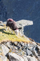 Herdwick Drawings, Mixed-Media Herdy Art, Herdy Sheep Artist, Herdwick Sheep Oil Painting, Herdy Art, Herdy Ewe, Lakeland Herdy Artworks, Herdwick Sheep Prints, Herdwick Sheep Sketch, Lakeland Sheep, Herdwick Sheep Oil Painting, Herdwick Artwork, Herdy, Herdwick, Herdwick, Herdwick Sheep Art Studio, Herdwick Sheep Acrylic Paintings, Herdies, Herdwick Wall Art, Herdy Sketch, Herdy Wall Art, Herdwick Sheep, Herdy Sketches, Herdwick Sheep Art, Great Cockup, Mardale Ill Bell, Milburn, Caldbeck, Low Wood, Pooley Bridge, Robinson, Workington, Nenthead, Ireby, Dovenby, Stanah, Dove Crag,  Lake Distri