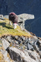 Herdy, Herdwick, Herdy Art, Lakeland Herdy Artworks, Herdy Sketch, Herdies, Herdy Sheep Artist, Herdwick Artwork, Herdy Sketches, Herdwick, Lakeland Sheep, Herdy Wall Art, Herdwick Sheep Sketch, Herdwick Sheep Oil Pastels, Herdwick Wall Art, Herdwick Sheep Art Studio, Herdwick Sheep Oil Painting, Herdwick Sheep Acrylic Paintings, Herdwick Sheep Prints, Herdwick Sheep Art, Herdwick Drawings, Herdwick Sheep Oil Painting, Mixed-Media Herdy Art, Herdy Ewe, Thunacar Knott, Garsdale, Hutton Roof, Wether Hill, Hethersgill, Great Carrs, Hayton (Aspatria), Thurstonfield, Langwathby, Seat Sandal, Dalton