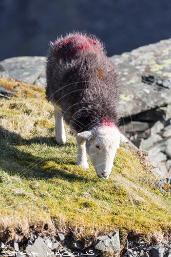 St. Bees Field Herdwick Ewe