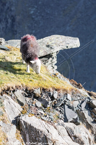 Gilcrux Valley Herdwick