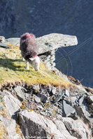Herdy Sketch, Herdwick Sheep Oil Painting, Herdies, Herdwick Sheep Art Studio, Herdwick, Herdwick Sheep Oil Painting, Lakeland Sheep, Herdwick Wall Art, Herdwick Sheep Art, Herdy Sketches, Herdy Wall Art, Herdy Art, Herdwick Sheep Prints, Herdy, Herdwick Sheep Acrylic Paintings, Herdwick Drawings, Mixed-Media Herdy Art, Herdwick Sheep, Lakeland Herdy Artworks, Herdy Sheep Artist, Herdwick Sheep Oil Pastels, Herdwick, Herdwick Artwork, Herdwick Sheep Sketch, Aglionby, Broughton Moor, Coniston, Mardale Ill Bell, Hartsop above How, Parsonby, Knott, Chapel Stile, Cockermouth, Buckbarrow, Warcop, B