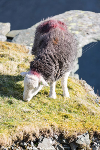 Dacre Farm Herdwick