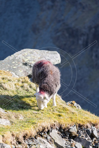 Lonscale Fell Valley Herdwick