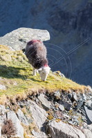 Herdy, Herdwick Sheep Sketch, Herdy Art, Herdies, Herdwick Sheep Oil Pastels, Herdwick Wall Art, Herdy Sheep Artist, Lakeland Herdy Artworks, Herdwick Artwork, Herdwick Drawings, Herdwick Sheep Oil Painting, Mixed-Media Herdy Art, Herdwick Sheep Acrylic Paintings, Herdy Sketches, Herdwick, Herdwick Sheep, Herdwick Sheep Art, Herdwick, Herdwick Sheep Oil Painting, Herdwick Sheep Art Studio, Lakeland Sheep, Herdy Wall Art, Herdy Sketch, Herdy Ewe, Bewcastle, Stonethwaite, Holme Fell, Wigton, Whin Rigg, Sheffield Pike, Brisco, Bootle, Wiggonby, Little Hart Crag, Lonscale Fell, Lowick, Hoff, Long 