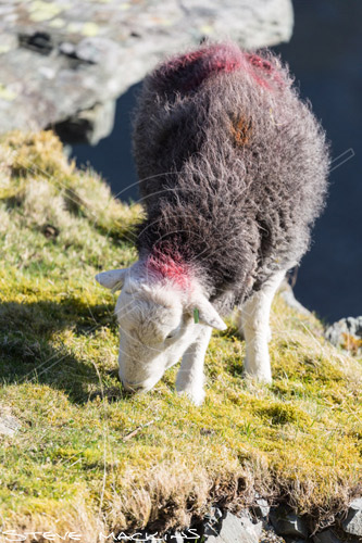 Stonethwaite Valley Herdwick Ewe