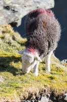 Herdy Sheep Artist, Herdwick Sheep Sketch, Herdwick Sheep Oil Pastels, Herdwick Sheep Prints, Herdy Sketch, Mixed-Media Herdy Art, Herdies, Herdy Ewe, Herdwick Sheep Oil Painting, Herdwick, Herdwick Sheep Acrylic Paintings, Herdy Sketches, Herdy, Herdwick Sheep Art Studio, Herdwick Drawings, Herdy Art, Herdwick Wall Art, Herdy Wall Art, Herdwick Sheep Art, Herdwick Sheep, Lakeland Sheep, Lakeland Herdy Artworks, Herdwick Artwork, Herdwick, Knock, Haverthwaite, Millom, Dow Crag, Blencarn, Vickerstown, Tirril, Dove Crag, Barrow-In-Furness, High Hesket, Calthwaite, Irton with Santon, Hethersgill,