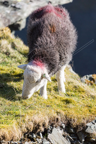 Hartsop above How Farm Herdwick Ewe