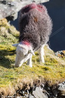 Herdwick Artwork, Herdwick, Herdy Art, Herdy Sketches, Herdwick Sheep, Herdwick Sheep Sketch, Herdies, Herdy Sheep Artist, Lakeland Sheep, Herdwick Sheep Prints, Herdy Wall Art, Lakeland Herdy Artworks, Herdwick Drawings, Herdwick Sheep Oil Painting, Herdwick Sheep Art Studio, Herdwick Sheep Oil Painting, Herdy Sketch, Herdy Ewe, Herdy, Herdwick Sheep Acrylic Paintings, Herdwick Wall Art, Herdwick Sheep Oil Pastels, Herdwick Sheep Art, Herdwick, Steel Knotts, Blake Fell, Ings, Ambleside, Dow Crag, Eskdale Green, Rottington, Aikton, Newbiggin-on-Lune, Drumburgh, Pillar, Seatoller,  Lake Distric