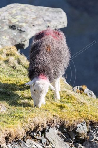 Ainstable Valley Herdwick