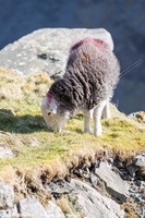 Herdwick Sheep Prints, Herdy Sketch, Herdwick Drawings, Lakeland Herdy Artworks, Herdwick Artwork, Herdwick Sheep Art Studio, Herdy Sheep Artist, Herdwick Sheep Art, Mixed-Media Herdy Art, Herdwick Sheep Oil Pastels, Herdwick, Herdwick Sheep Sketch, Herdy Wall Art, Herdwick, Herdy, Herdwick Sheep, Herdy Ewe, Lakeland Sheep, Herdwick Sheep Oil Painting, Herdy Art, Herdies, Herdwick Sheep Acrylic Paintings, Herdwick Sheep Oil Painting, Herdwick Wall Art, Slate Fell, Brock Crags, Skelton, Crag Fell, Fairfield, Grasmoor, Hallbankgate, Clough Head, Middleton, Ulpha, Grey Knotts, Hincaster, Fellbarr