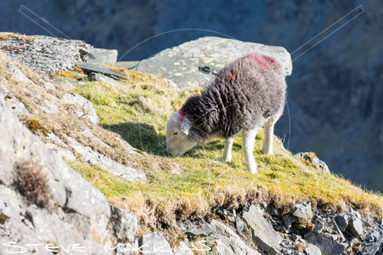 Dollywaggon Pike Valley Herdwick