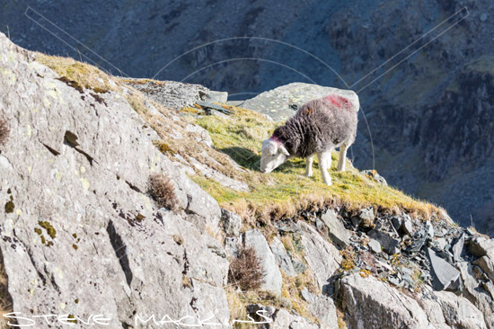 Green Gable Field Herdwick Ewe