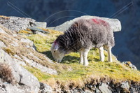 Herdwick Sheep Art, Lakeland Sheep, Herdwick Drawings, Herdy, Herdy Sketches, Herdwick, Herdwick Sheep Oil Pastels, Herdwick Wall Art, Herdy Wall Art, Lakeland Herdy Artworks, Herdwick Sheep, Mixed-Media Herdy Art, Herdwick Artwork, Herdwick Sheep Prints, Herdwick, Herdwick Sheep Oil Painting, Herdies, Herdwick Sheep Art Studio, Herdwick Sheep Sketch, Herdy Ewe, Herdy Sheep Artist, Herdwick Sheep Acrylic Paintings, Herdy Art, Herdwick Sheep Oil Painting, Yewbarrow, Blackford, Anthorn, Yoke, Chapel Stile, Eel Crag (Crag Hill), High Tove, Ravenstonedale, Bigrigg, Long Marton, Rest Dodd, Nenthead