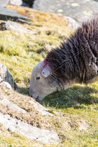 Ennerdale Bridge Field Herdwick Sheep