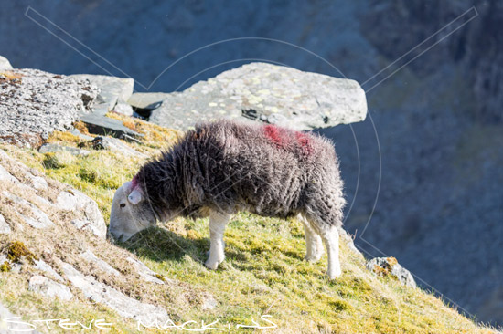 Latrigg Field Herdwick Ewe
