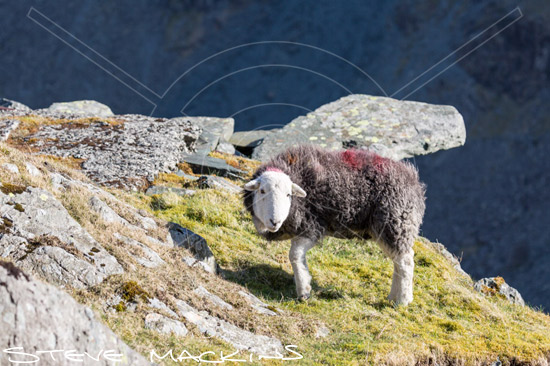 Lank Rigg Valley Herdwick Ewe
