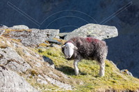 Herdwick Sheep Art, Herdy Sketches, Herdwick, Herdwick Sheep Oil Pastels, Herdwick Artwork, Lakeland Sheep, Herdy Sheep Artist, Herdwick Sheep Oil Painting, Mixed-Media Herdy Art, Herdies, Herdwick Sheep Art Studio, Herdwick Wall Art, Herdy Sketch, Herdy Ewe, Herdwick, Herdy, Herdwick Drawings, Herdwick Sheep Prints, Herdy Art, Herdy Wall Art, Herdwick Sheep Oil Painting, Herdwick Sheep, Herdwick Sheep Acrylic Paintings, Lakeland Herdy Artworks, Souther Fell, Cliburn, Whitbeck, Winton, Helvellyn, Tirril, Haverthwaite, Mellbreak, Bigrigg, Langwathby, Clifton, Blencogo, Lowthwaite Fell, Sail, St