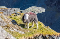 Herdwick Sheep Art, Herdy Sheep Artist, Herdy Art, Herdwick Sheep Art Studio, Mixed-Media Herdy Art, Herdy Ewe, Herdwick Sheep Prints, Herdy, Herdwick Sheep Sketch, Lakeland Sheep, Herdwick Sheep Oil Pastels, Herdwick Drawings, Herdwick, Herdwick Artwork, Herdy Wall Art, Herdwick Wall Art, Herdwick Sheep Oil Painting, Herdy Sketch, Herdies, Lakeland Herdy Artworks, Herdwick, Herdy Sketches, Herdwick Sheep, Herdwick Sheep Oil Painting, Watendlath, Brock Crags, Muncaster Fell, Gleaston, Skirwith, Meal Fell, Eamont Bridge, Whiteless Pike, Thornthwaite Crag, Cartmel Fell, Kirkby Thore, Kirkoswald,