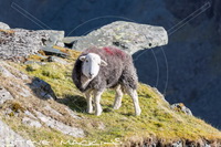 Herdwick Sheep Sketch, Herdwick Sheep Oil Pastels, Herdwick Sheep Art, Herdwick Drawings, Herdy Art, Herdwick Artwork, Herdy Ewe, Herdwick, Herdwick Sheep, Herdwick Sheep Acrylic Paintings, Herdy Sheep Artist, Herdwick, Mixed-Media Herdy Art, Herdwick Wall Art, Herdies, Herdwick Sheep Prints, Herdy Sketches, Herdy, Herdwick Sheep Art Studio, Herdy Wall Art, Lakeland Sheep, Herdy Sketch, Herdwick Sheep Oil Painting, Lakeland Herdy Artworks, Grange-Over-Sands, Newbiggin-on-Lune, Crosby (Maryport), Cumwhitton, Birkhouse Moor, Workington, Pillar, Broughton, Saint Sunday Crag, Witherslack, Arnison 
