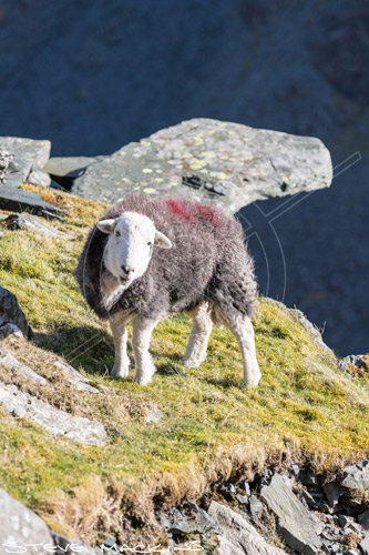 Kirk Fell Field Herdwick Ewe
