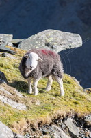 Herdwick Sheep Acrylic Paintings, Mixed-Media Herdy Art, Herdwick Drawings, Herdy Wall Art, Herdwick Sheep Oil Painting, Herdy Sheep Artist, Herdy Sketch, Herdy Ewe, Herdy Art, Lakeland Herdy Artworks, Herdwick, Lakeland Sheep, Herdwick Sheep Sketch, Herdwick Sheep, Herdwick, Herdy, Herdwick Sheep Art Studio, Herdwick Artwork, Herdwick Sheep Oil Painting, Herdwick Wall Art, Herdwick Sheep Oil Pastels, Herdy Sketches, Herdwick Sheep Prints, Herdies, Great Cockup, Grange Fell, Scafell Pike, Tebay, Grasmere, Little Hart Crag, Broughton in Furness, Kirkbampton, Loft Crag, Grange (Keswick), Longlan